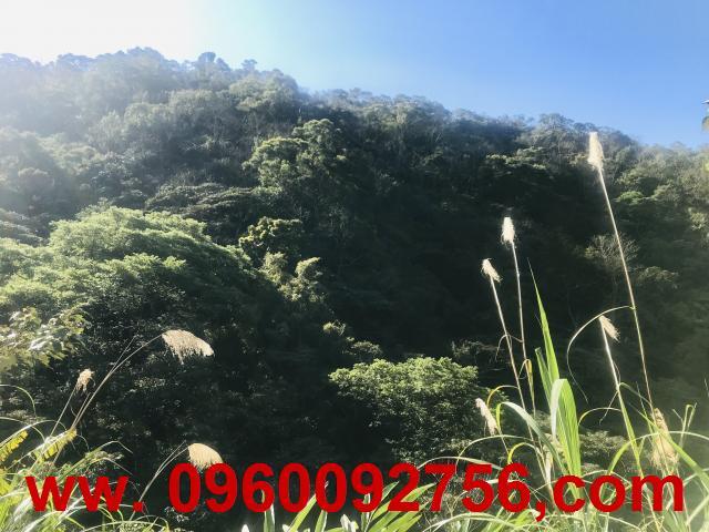 新竹芎林農地-1