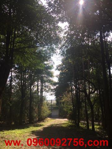 南投埔里農地-0