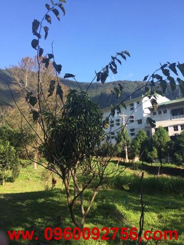 南投埔里農地-5