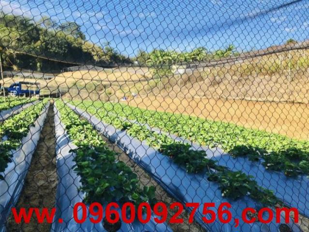 大湖農地-3